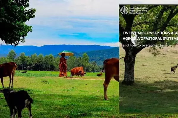 Desmintiendo Conceptos Erróneos en Sistemas Agrosilvopastoriles para una Gestión Sostenible