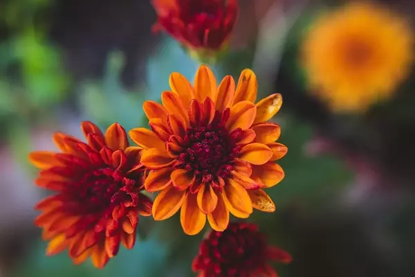 Guía Completa: Flores Espectaculares para Plantar en Septiembre y Embellecer tu Jardín Otoñal