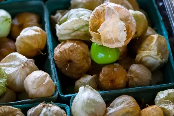 Cultivo de Tomatillo Mexicano: De la Semilla a la Salsa Casera