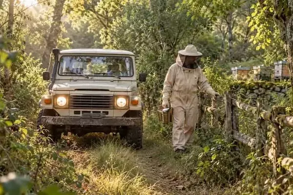 La Dulzura Natural de Galicia: Un Viaje Apícola entre Robles y Castaños