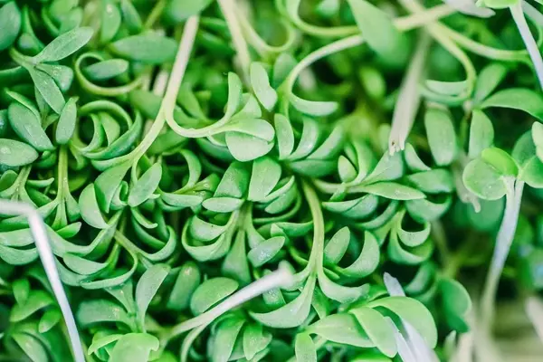 Guía Definitiva para el Cultivo Doméstico de Microvegetales