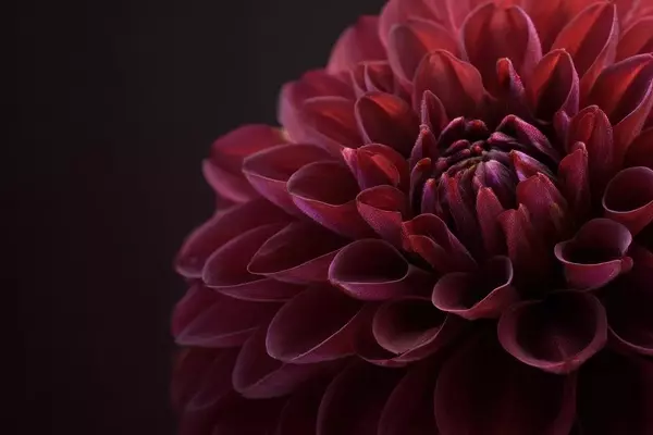 Descubre el misterio y la sofisticación de las flores de tonalidades oscuras para embellecer tu jardín