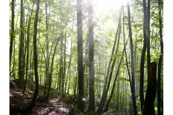 La Madera de Tensión: El Secreto de los Árboles para Enderezar sus Troncos