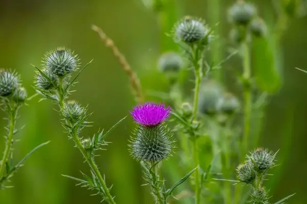 Cardo Mariano: Cultivo, Beneficios y Consideraciones de Salud