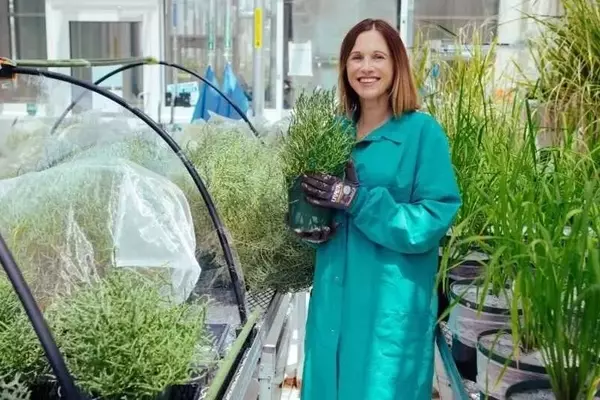 Salicornia: la promesa de una agricultura resiliente en suelos salinos