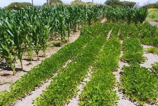 Argentina: Estrategias de Cultivo Estival para la Resiliencia Hídrica