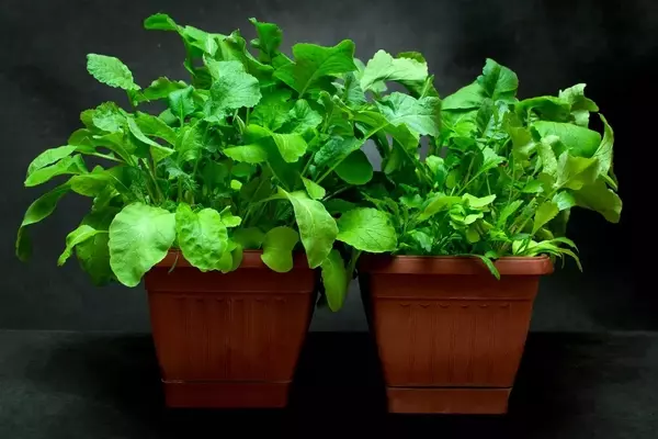 Cultivo de Verduras en Espacios Reducidos y con Poca Luz: Una Guía Completa