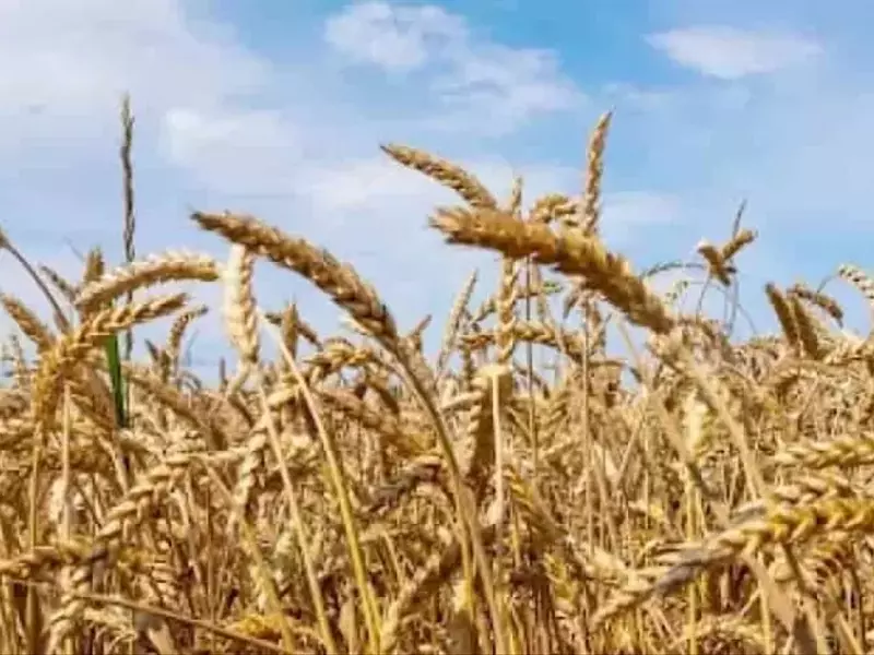 China Lanza Innovador Fungicida para el Trigo