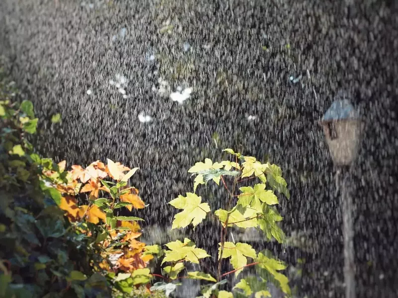 Cómo salvaguardar tus plantas de la excesiva humedad y evitar la aparición de hongos durante periodos de fuertes lluvias