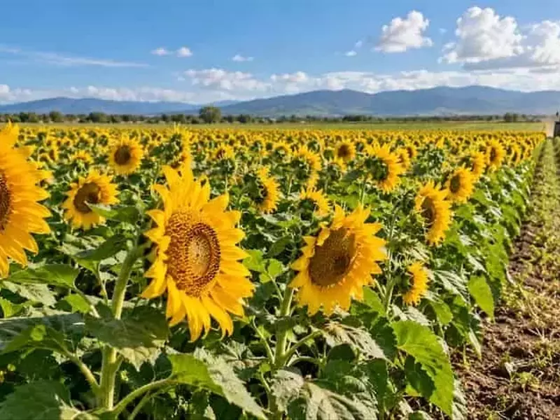 Venezuela Establece Precio Contractual de 500 Dólares por Tonelada de Girasol para Fomentar su Cultivo en Portuguesa